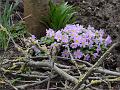 2014-0304-1400_Primula_9.5C